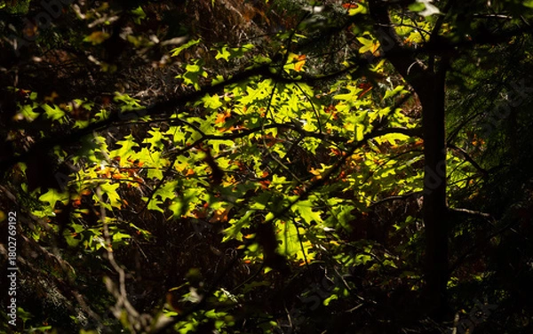 Fototapeta Vibrant autumn foliage, with leaves in various shades of green, yellow, and red, illuminated by soft sunlight filtering through the branches of trees.