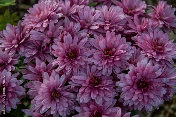 Obraz pink chrysanthemum flowers