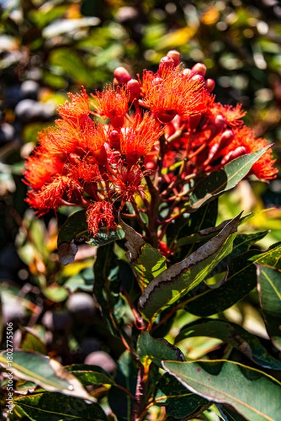 Fototapeta Redflower gum (Corymbia ficifolia) in bloom near Downey Point CA