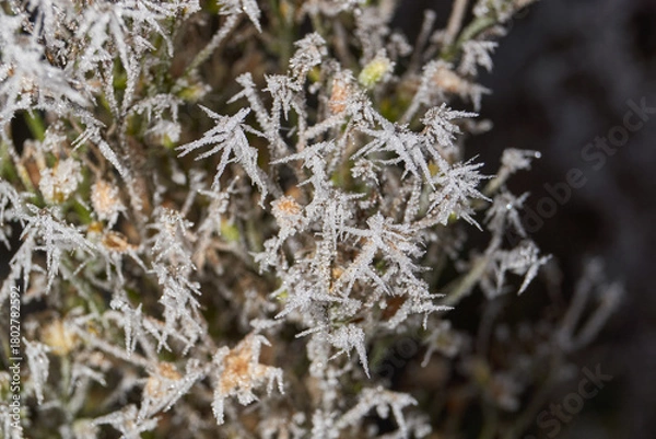 Obraz Macrophotography of a dry plant strewn with sharp frost crystals. The detailed winter texture and soft dark background blur create the atmosphere of a frosty morning.