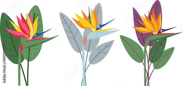 Obraz Set of three colorful Bird of Paradise (Strelitzia) flowers, isolated in a modern, flat vector illustration style for tropical design.