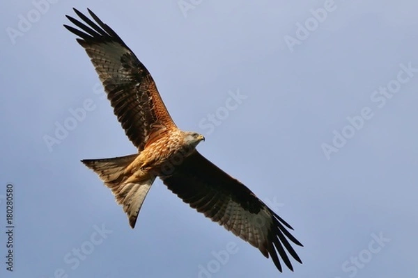 Fototapeta Red Kite