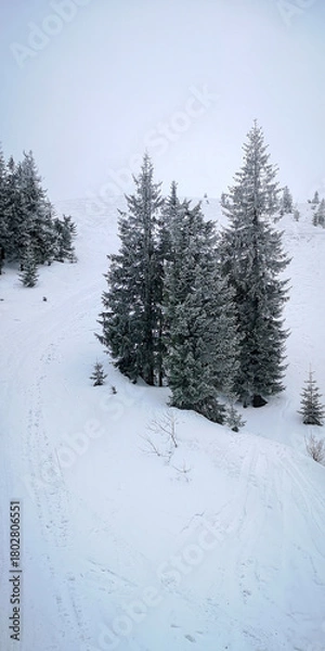 Fototapeta Snow covered fir trees on a quiet mountain slope in soft winter light with fresh snow and serene atmosphere. Calm cold scenery with natural textures and copy space.