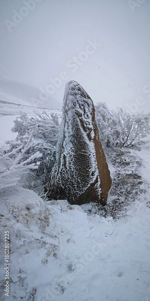 Fototapeta Snowy bent tree and frozen rock on mountain slope in cold winter landscape