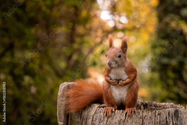 Obraz Słodka wiewiórka 
