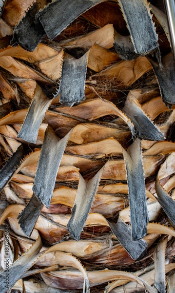 Obraz palm tree trunk