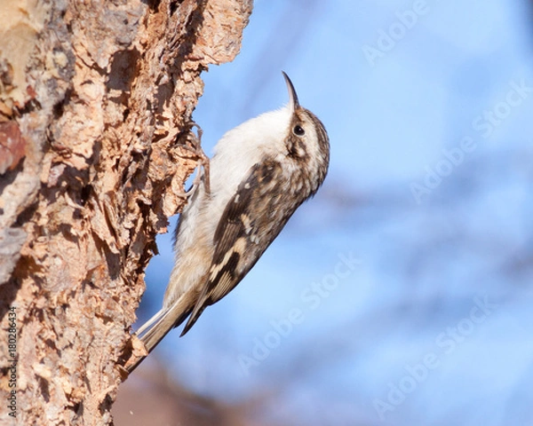 Obraz Brown Creeper