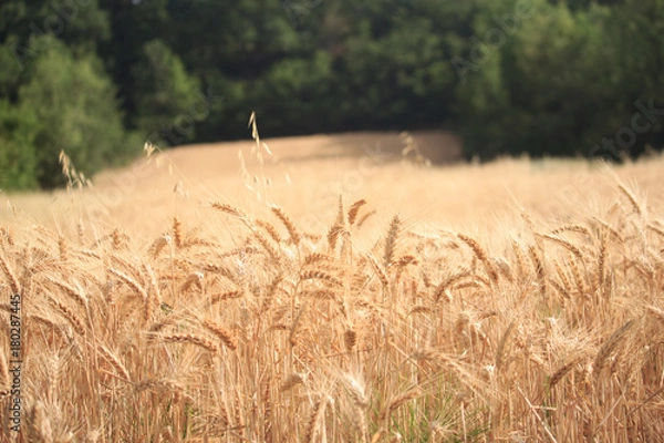Fototapeta Wild Wheat Ears