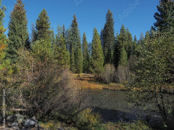 Obraz A beutiful river runs through the Oregon forest on a nice fall day.