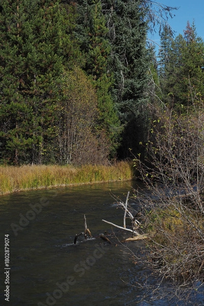 Obraz A beutiful river runs through the Oregon forest on a nice fall day.