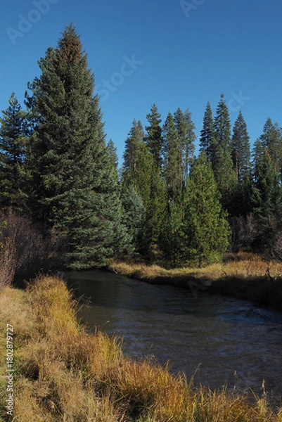 Obraz A beutiful river runs through the Oregon forest on a nice fall day.