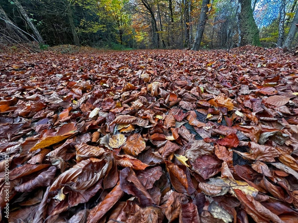 Obraz A low-angle, close-up view of a thick, continuous carpet of deep reddish-brown fallen beech or oak leaves covering the forest floor. The image emphasizes the textures of the dry, curled leaves.