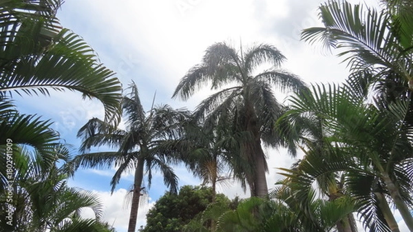 Obraz coconut palm trees