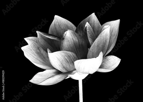 Obraz Głowa kwiatu na czarnym tle