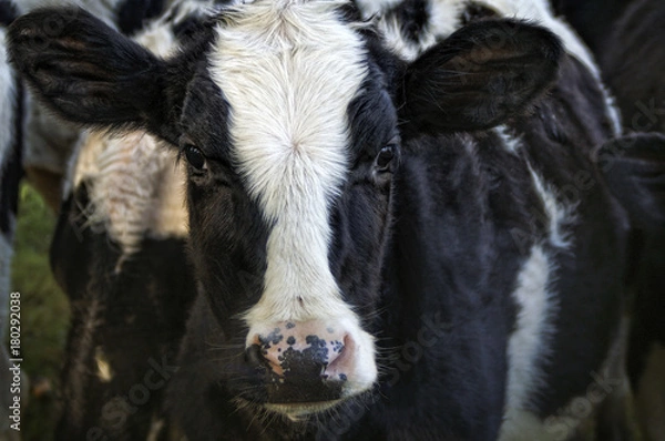Obraz Cow