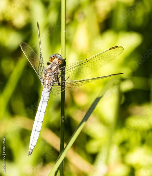 Fototapeta Dragonfly