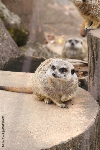 Fototapeta ミーアキャット