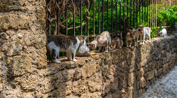 Obraz Rhodes stray cats being fed on a stone wall, Greece