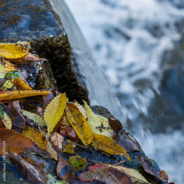 Obraz Wet Autumn Leaves on Stone Edge Beside Waterfall Flow