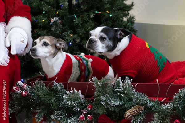 Obraz Two Dogs (Canis lupus familiaris) in Christmas Sweaters Sitting in Festive Holiday Sled