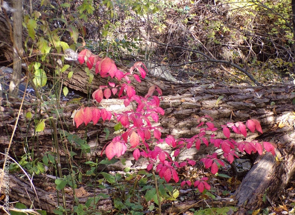 Obraz The red leaves on the bush
