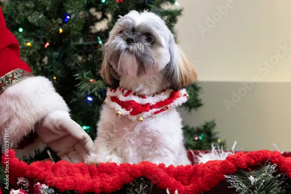 Obraz Shih Tzu Dog (Canis lupus familiaris) in Christmas Collar Sitting in Festive Holiday Sled