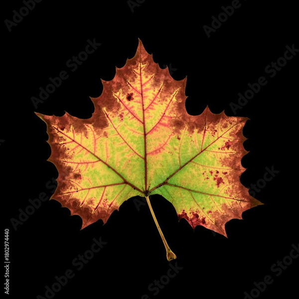 Obraz High resolution image of fall leaf isolated on black