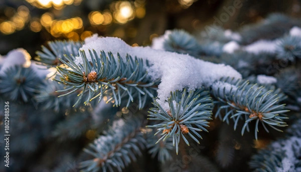 Fototapeta Snow-Covered Evergreen Branches with Bokeh Lights