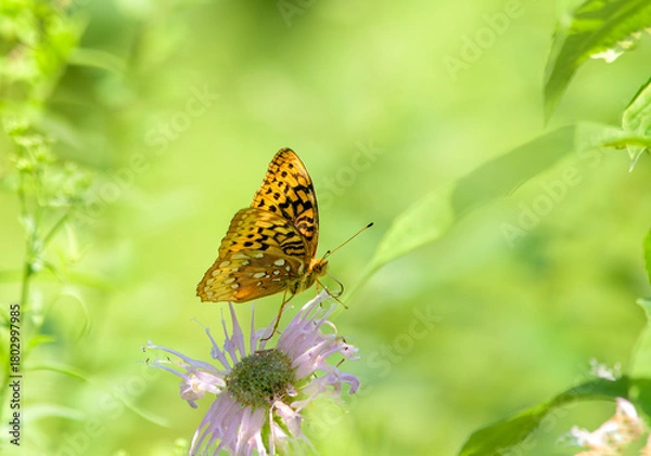 Fototapeta Great spangled fritillary butterfly, Speyeria cybele, ventral view with wings partially spread on a bee balm flower, and with a soft focus green background