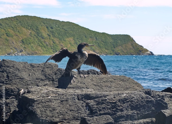 Obraz Phalacrocorax sits on rock