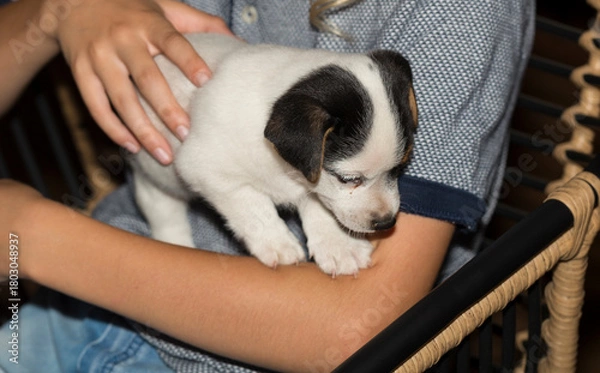 Fototapeta A Jack Russell Terrier puppy in the arms of a boy. A long-awaited gift.