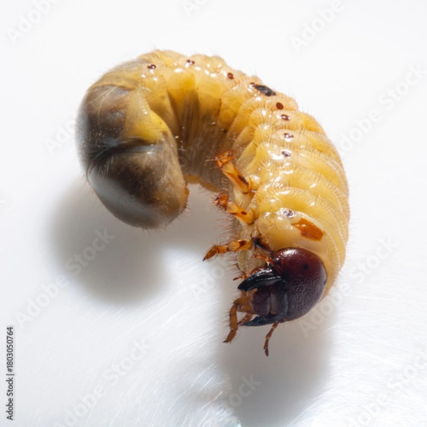 Obraz European rhinoceros beetle (Oryctes nasicornis) is a large flying beetle belonging to the subfamily Dynastinae. The insect larva is located on a white background before pupation.
