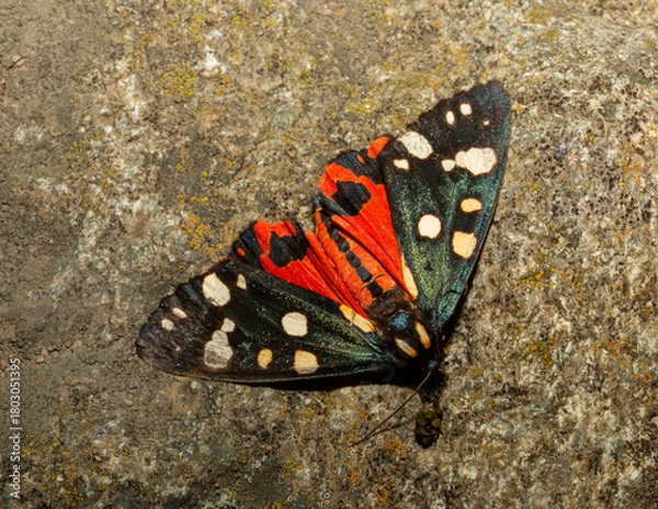 Fototapeta The scarlet tiger moth (Callimorpha dominula, formerly Panaxia dominula) is a colorful moth belonging to the tiger moth subfamily, Arctiinae.