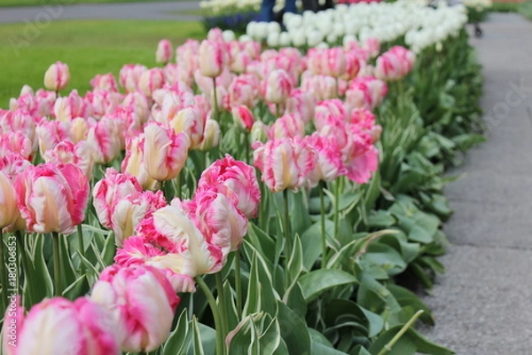 Obraz チューリップ