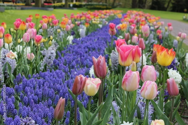 Obraz チューリップ