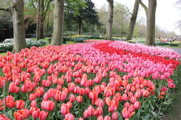 Obraz チューリップ