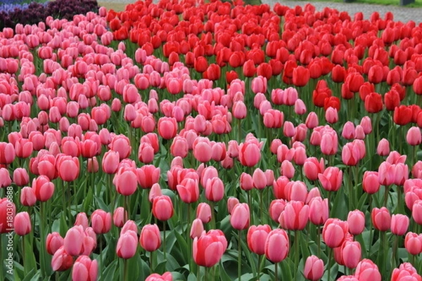 Obraz チューリップ