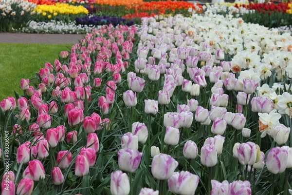 Obraz チューリップ