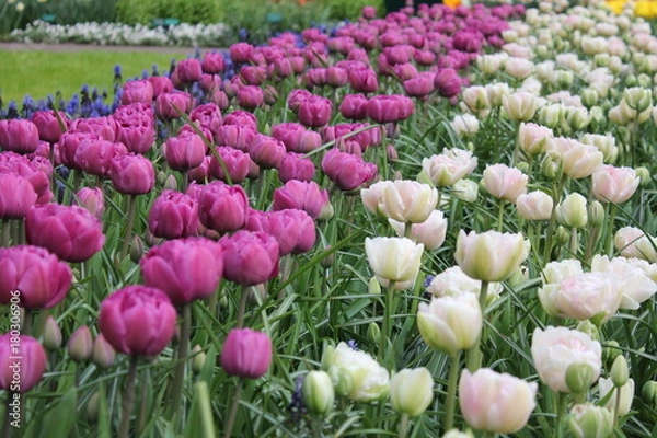 Obraz チューリップ