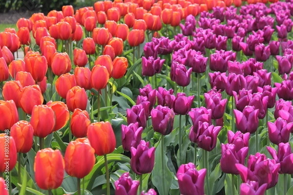 Obraz チューリップ