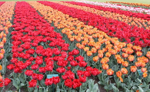 Obraz チューリップ