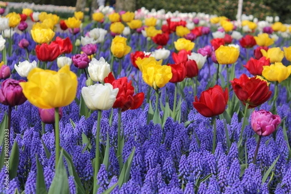 Obraz チューリップ