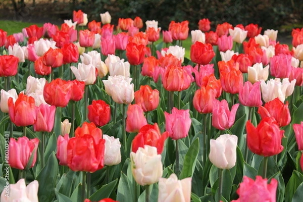 Obraz チューリップ