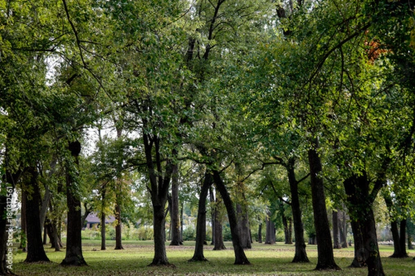 Obraz Green Forest
