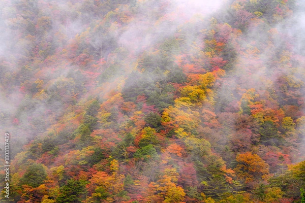 Obraz 霧湧く紅葉の山肌