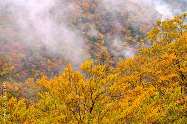 Obraz 霧湧く紅葉の山肌