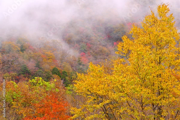 Obraz 霧湧く紅葉の山肌
