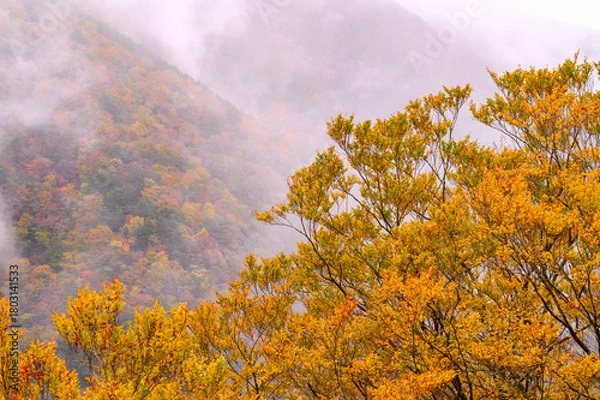 Obraz 霧湧く紅葉の山肌