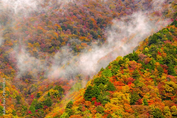 Obraz 霧湧く紅葉の山肌