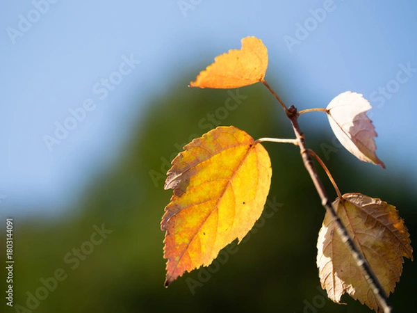 Obraz ハナノキの美しい紅葉